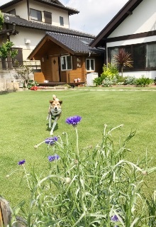 寺子屋きくち。茨城県ひたちなか市のアットホームな学習塾。庭を走り回っている飼い犬の様子です。